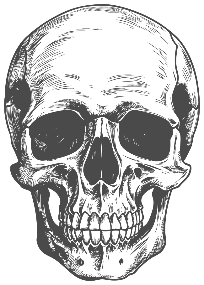 Skull and facial anatomy illustration